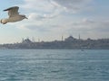 Seagulls flight maneuvers over the sea of Ã¢â¬â¹Ã¢â¬â¹bosphorus of istanbul Royalty Free Stock Photo